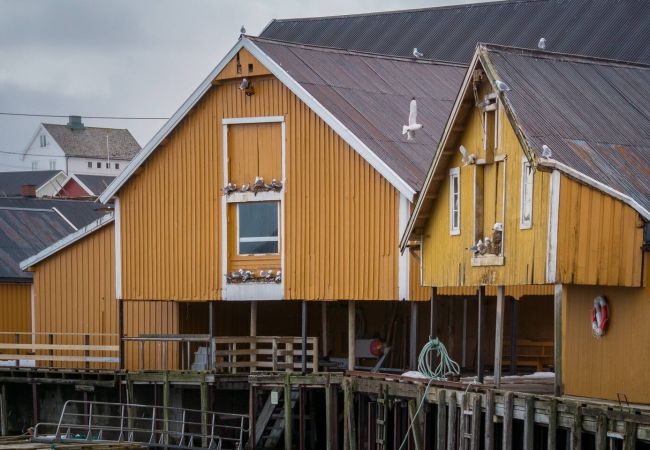 Cabin in Moskenes - Explorers Cabin Lofoten Edge Cabin in Moskenes - Explorers Cabin Lofoten Edge
