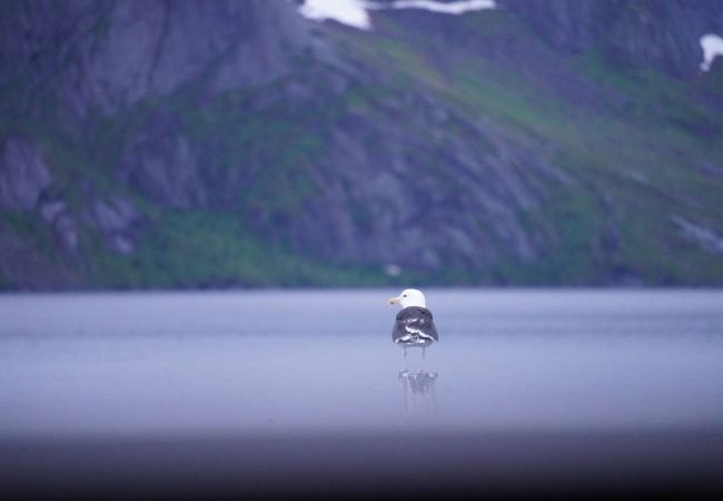 House in Moskenes - Lofoten panoramic luxury home with sauna House in Moskenes - Lofoten panoramic luxury home with sauna