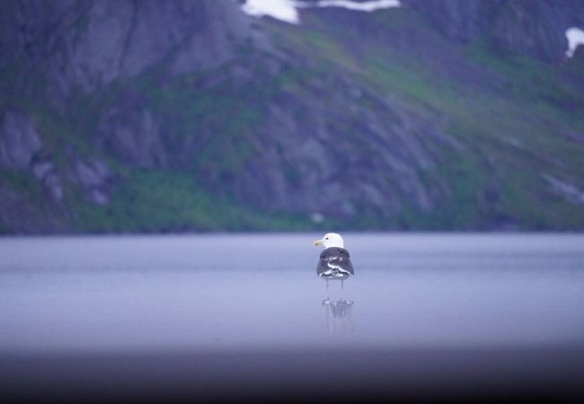 House in Moskenes - Lofoten panoramic luxury home with sauna