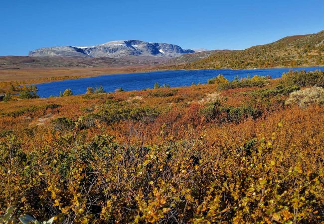 Cabin in Hol - Cozy, family-friendly cabin with stunning views in Geilo Cabin in Hol - Cozy, family-friendly cabin with stunning views in Geilo