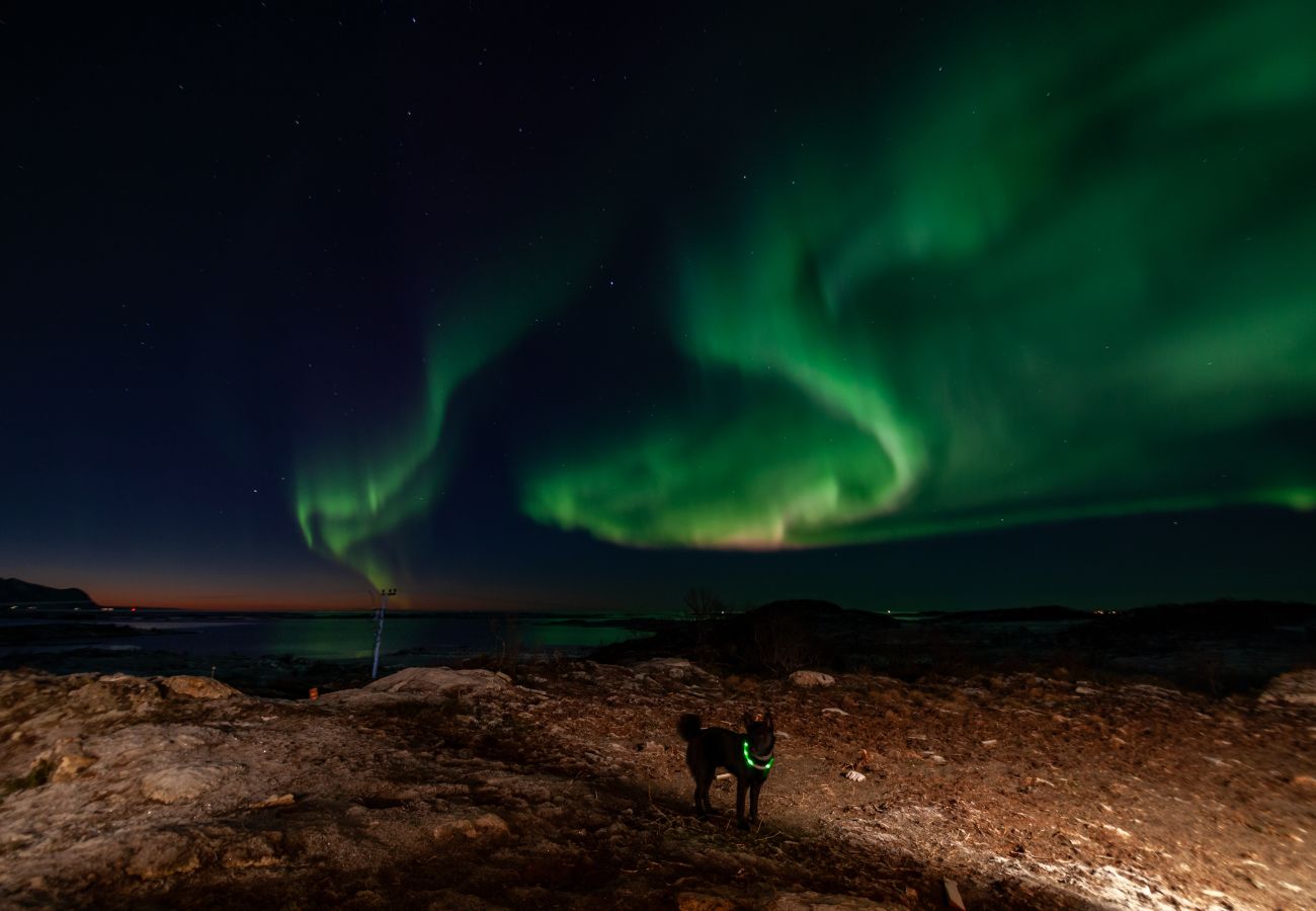 Cabin in Vågan - Fredheim, Northern Light Lodge