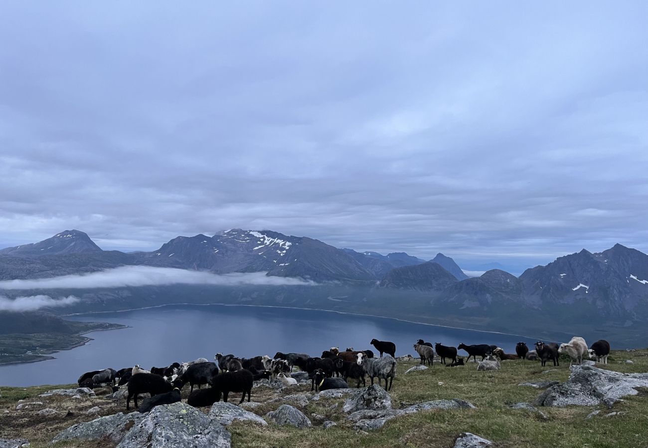 House in Senja - Fantastisk hus med sjøtomt i Gryllefjord