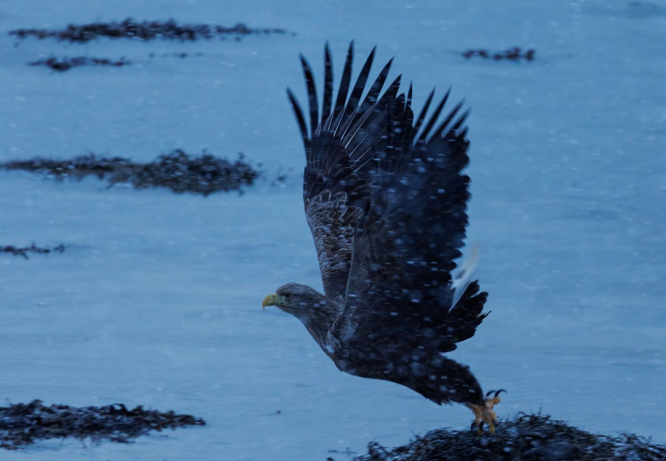 House in Flakstad - Fredly, beautiful home in Fredvang