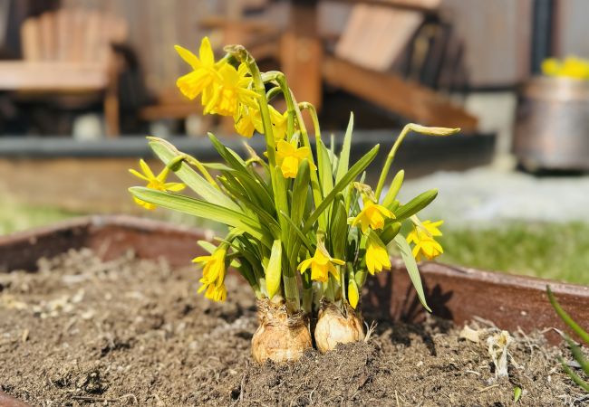 Hytte i Hol - Liten koselig hytte på hyttetun Hytte i Hol - Liten koselig hytte på hyttetun
