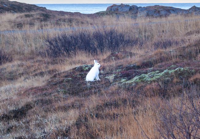 Hytte i Flakstad -  Væranes- Ny hytte med flott utsikt Hytte i Flakstad -  Væranes- Ny hytte med flott utsikt