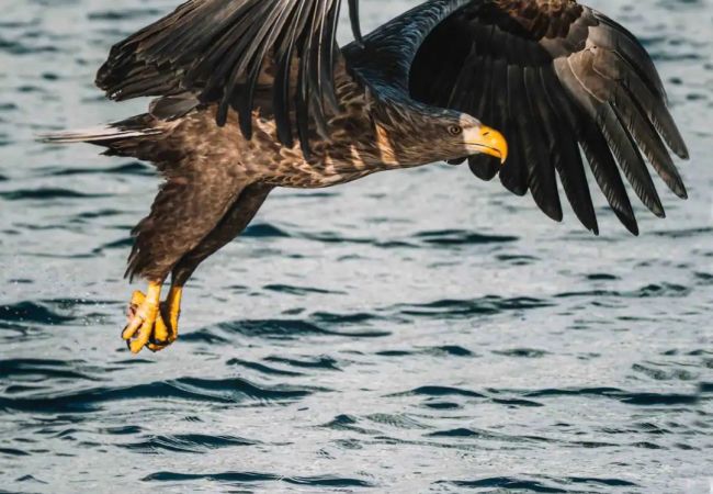 Hytte i Flakstad - Fjordutsikt Ryten 2 Retreat Hytte i Flakstad - Fjordutsikt Ryten 2 Retreat