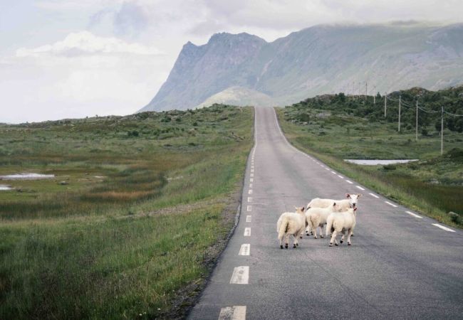 Hytte i Flakstad - Fjordutsikt Ryten 2 Retreat Hytte i Flakstad - Fjordutsikt Ryten 2 Retreat