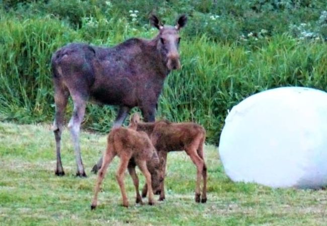 Leilighet i Gol - Familievennlig leilighet til leie på Golsfjellet Leilighet i Gol - Familievennlig leilighet til leie på Golsfjellet