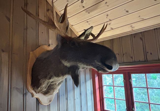 Hytte i Hol - Fjellro Hytte i Hol - Fjellro