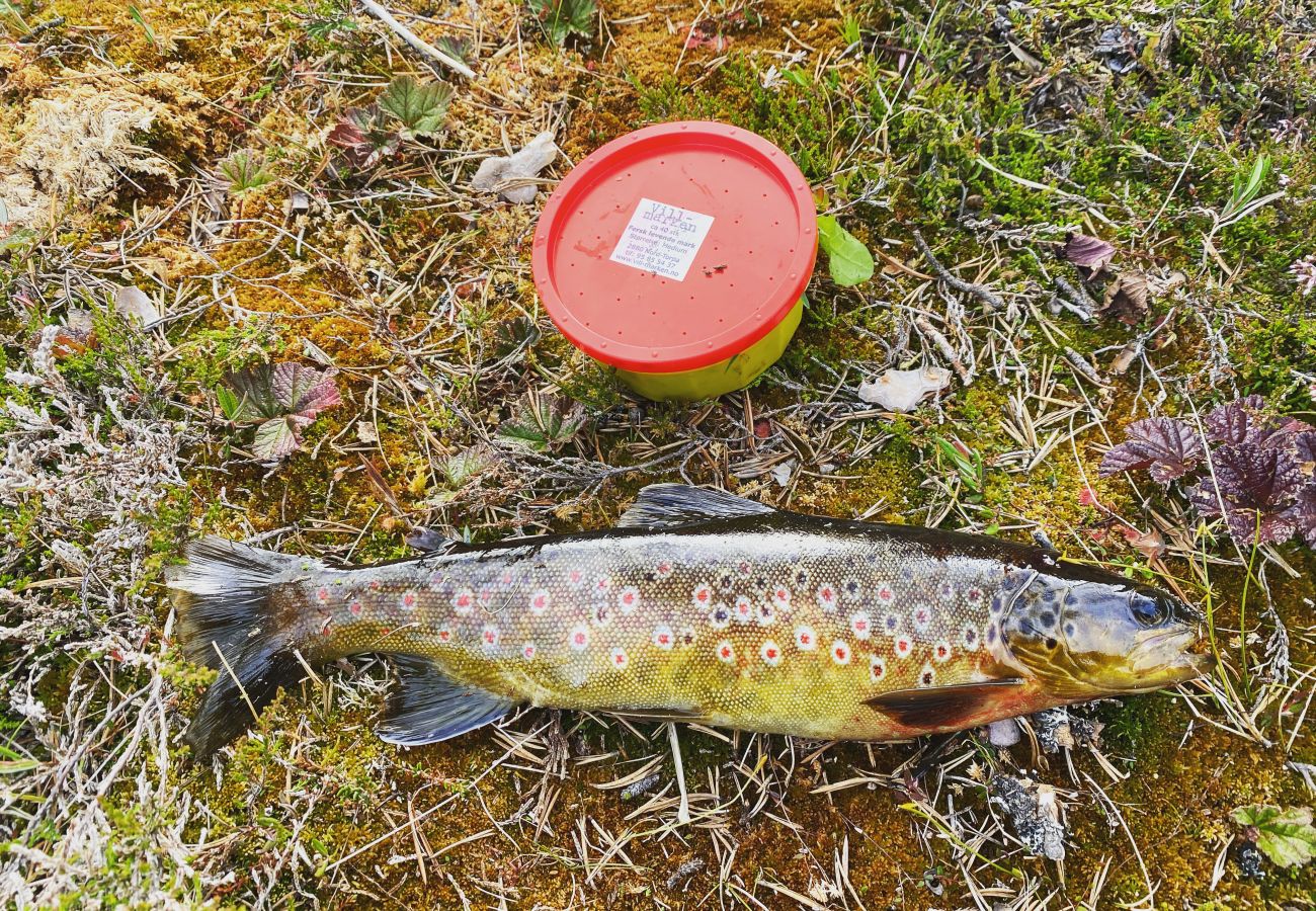 Hytte i Gol - Moderne og koselig hytte i Tisleidalen, Golsfjellet