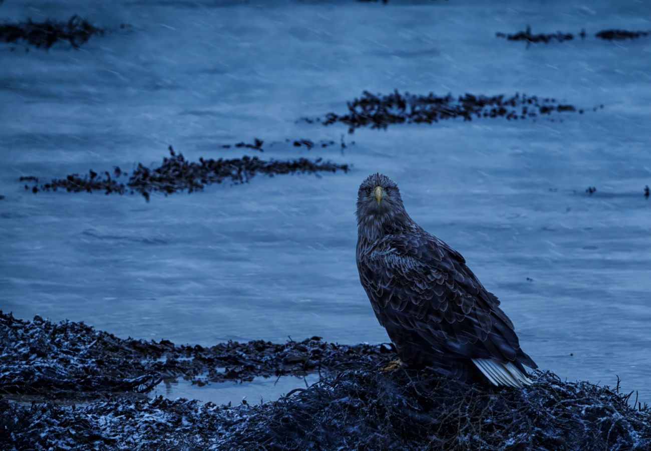 Hus i Flakstad - Fredly, beautiful home in Fredvang